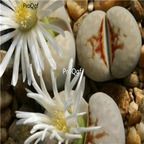 seed Lithops julii Hot Lips 100pcs 15usd