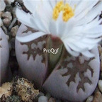 seed Lithops julii mix 100pcs 15usd