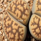 seed Lithops karasmontana 100pcs 15usd
