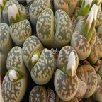 seed Lithops karasmontana ssp bella 100pcs 15usd