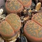 seed Lithops lesliei 100pcs 15usd