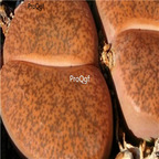 seed Lithops lesliei C005 100pcs 15usd