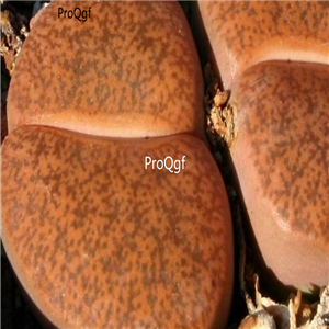 seed Lithops lesliei C005 100pcs 15usd