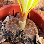seed Lithops lesliei C018 100pcs 15usd