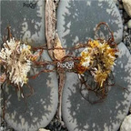 seed Lithops lesliei C151 100pcs 15usd