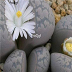 seed Lithops marmorata 100pcs 15usd