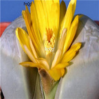 seed Lithops meyeri 100pcs 15usd