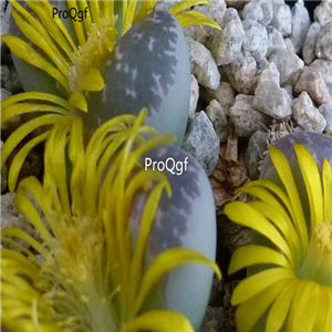 seed Lithops naureeniae 100pcs 15usd