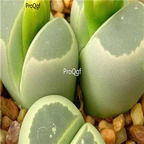 seed Lithops olivaceae C055 100pcs 15usd