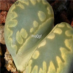 seed Lithops otzeniana C128A 100pcs 18usd