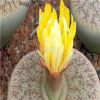 seed Lithops pseudotruncatella 80pcs 15usd