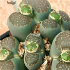 seed Lithops salicola 100pcs 15usd