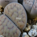seed Lithops schwantesii 100pcs 15usd