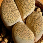 seed Lithops terricolor 100pcs 15usd