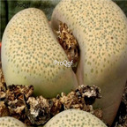 seed Lithops terricolor C132 100pcs 15usd