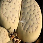 seed Lithops vallis-mariae 50pcs 15usd