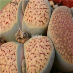 seed Lithops verruculosa c157 100pcs 15usd