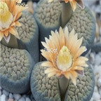 seed Lithops verruculosa 50pcs 19usd