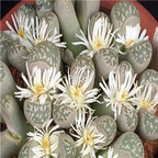 seed 50pcs 19usd marmorata Diutina C260