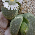 seed marmorata Polepsky Smaragd 50pcs 18usd