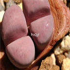 seed 50pcs 19usd meyeri Hammeruby C272A