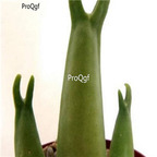 seed Mitrophyllum mitratum 100pcs 18usd