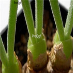 seed Monilaria moniliformis 100pcs 18usd