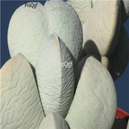 seed Namibia ponderosa 100pcs 18usd