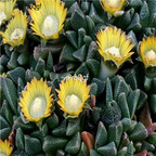 seed Nananthus vittatus 100pcs 18usd