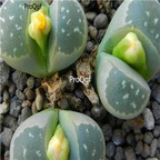 seed olivaceae C109 100pcs 15usd