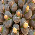 seed olivaceae v. nebrownii 100pcs 18usd