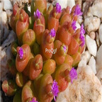 seed Oophytum nanum 100pcs 18usd