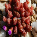 seed Oophytum oviforme 100pcs 18usd