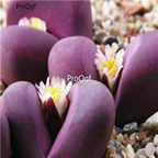 seed optica cv rubra  50pcs 18usd