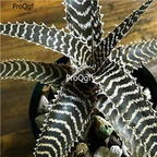 seed Orthophytum gurkenii 30pcs 18usd