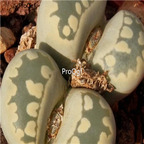 seed otzeniana C128 100pcs 18usd