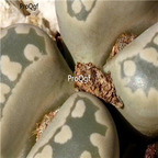 seed otzeniana C280  100pcs 18usd