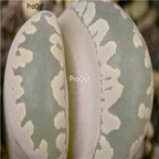 seed 50pcs 19usd otzeniana C350