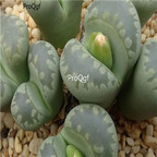 seed otzeniana Green Attempts 100pcs 18usd