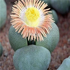 seed Pleiospilos bolusii 100pcs 18usd