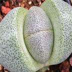 seed Pleiospilos nelii 100pcs 18usd