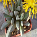 seed Prepodesma orpenii 100pcs 18usd