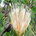 seed Protea aurea long-bud sugarbush 30pcs 18usd