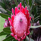 seed Protea compacta Bot River Protea 50pcs 18usd