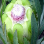 seed Protea coronata 30pcs 15usd