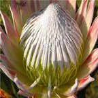 seed Protea cynaroides King protea 30pcs 18usd