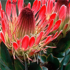 seed Protea eximia Duchess Sugarbush 50pcs 18usd