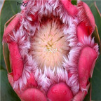 seed Protea grandiceps Red Sugarbush   30pcs 18usd