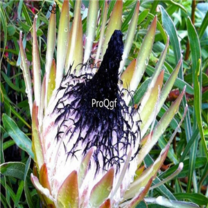 seed Protea longifolia long-leaf sugarbush 50pcs 15usd