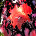 seed Protea neriifolia oleander-leaf protea 20pcs 18usd